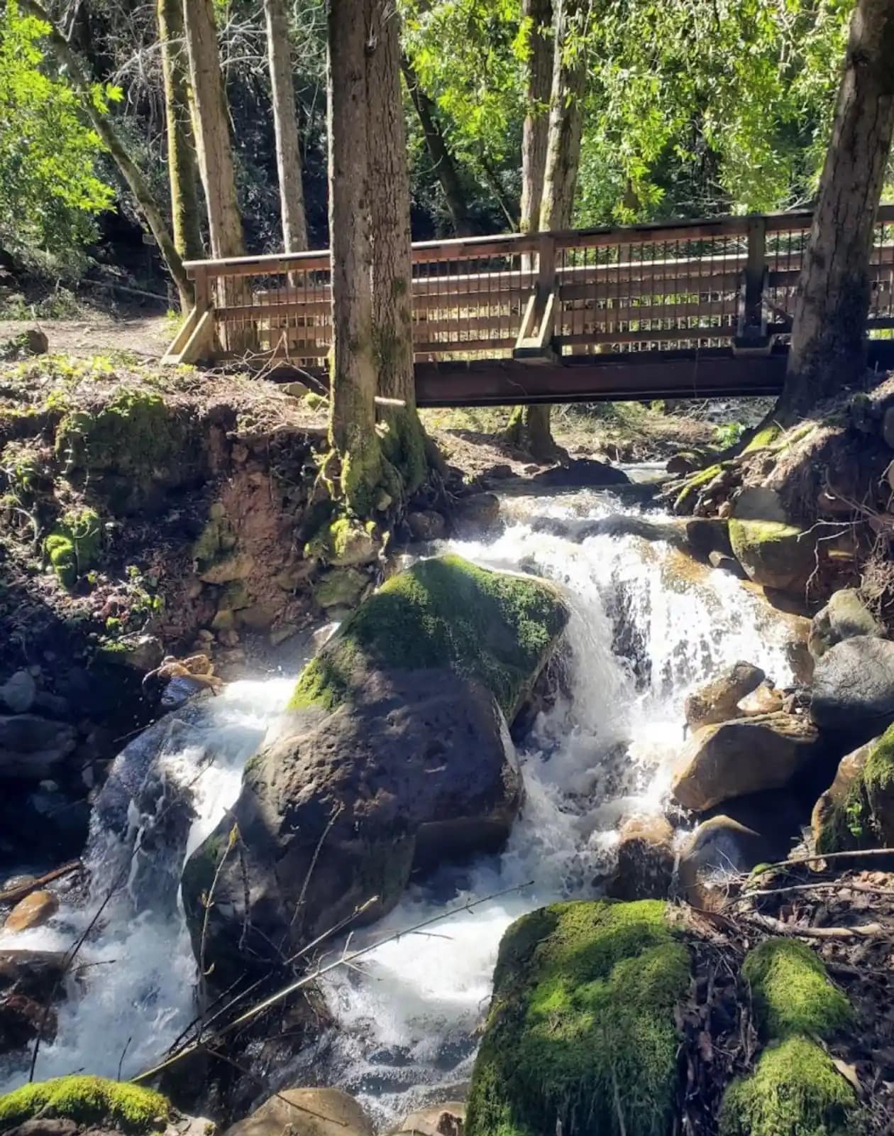 Arroyo bajando entre rocas con musgo bajo la pasarela de madera del parque