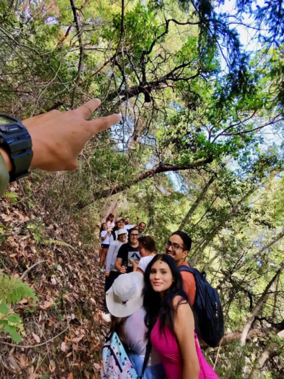 La fila sube por el sendero de la ladera y alguien señala hacia las copas de los árboles